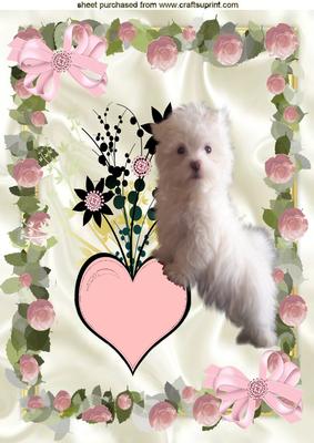 Cute Fluffy White Puppy, in Rose Frame A4