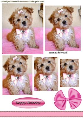 Cute Little Puppy with Bow,pyramids