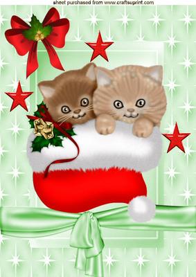 Cute Pair of Kitties in Santa Hat, on Star Background A4
