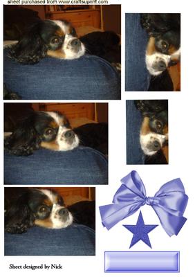 My Little Star Cute Little Puppy Pyramids