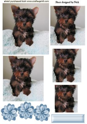 Cute Little Terrier, Pyramids