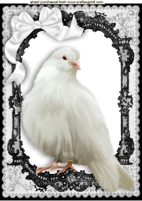 Pretty White Dove in Black Lace Frame with Bow A4