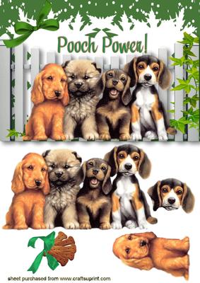 Pooch Power, Cute Little Dogs