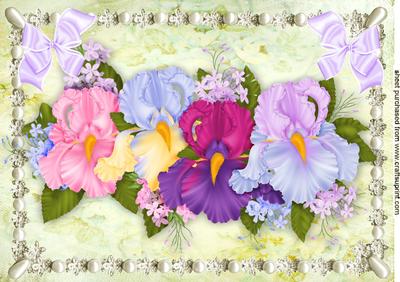 Pretty Iris's in Lovely Colours in Pearl Frame A4
