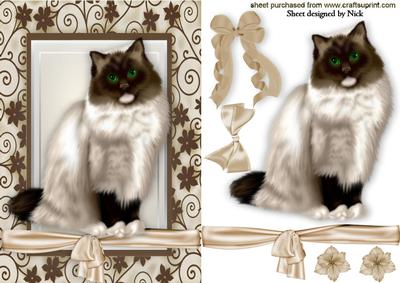 Brown/white Beautiful Persian in Floral Frame