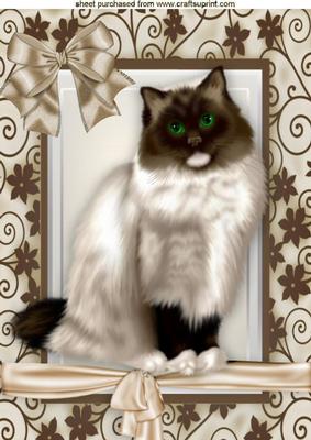 Brown/white Beautiful Persian in Floral Frame A4