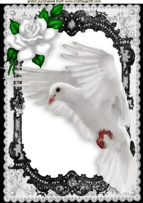 Beautiful White Dove in Flight with White Roses A4