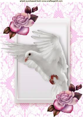 Dove in Flight with Pink Roses in Lace Frame A4