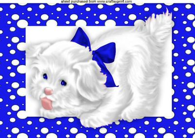 Cute White Puppy in Blue Spotty Frame A4