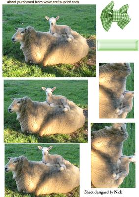 Sheep with Little Lamb Snuggled Up to Her,pyramids