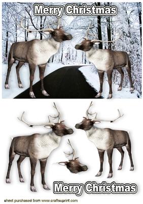 Reindeers on a Snowy Road
