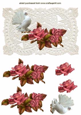 Beautiful Dove Sitting Perched on Roses with Stunning Background Ecru Lace