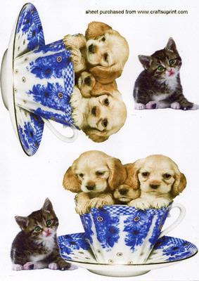 Cute Little Puppies in a Teacup with Kitten