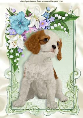 Cute Cavalier in Floral Frame A4
