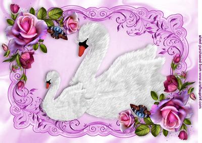 Pretty White Swans in Pink/purple Rose Frame A4
