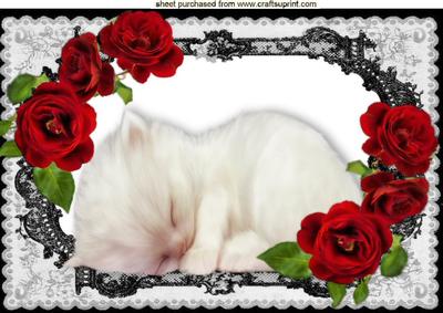 Cute Kitten Sleeping in Lace Frame with Red Roses A4