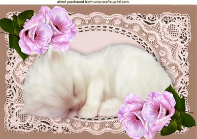 Cute Kitty Sleeping on Ecru Lace with Pink Roses A4