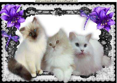 Persian White Kittens in Lace Frame with Purple Flowers A4