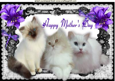 Persian White Kittens for Mothers Day A4