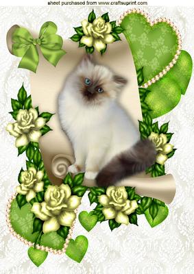 Persian Kitten on a Scroll with Hearts and Roses A4