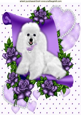 Princess White Poodle on Scroll with Hearts and Roses A4