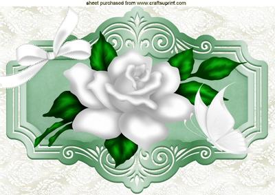 White Roses on Lace with White Butterfly A4