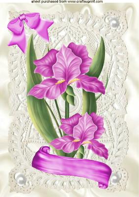 Pink Iris on Vintage Lace with Scroll A4