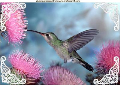 Pretty Humming Bird with Pink Flowers A4