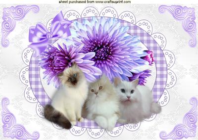 Kittens with Pretty Purple Flowers on Lace A4