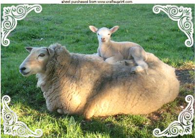 A Ewe and Her Baby Lamb in a Field A4