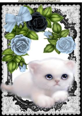 Little White Kitty with Blue Roses in Lace Frame A4
