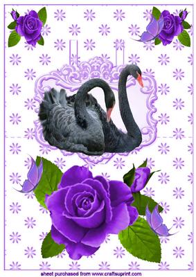 Purple Painted Rose, with Black Swans on Pop Up Card
