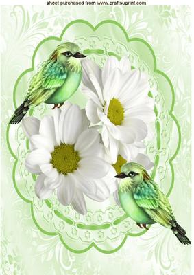 Pretty White Daisies on Lace with Little Birds A4