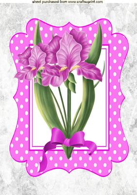 Pink Iris with Bow in Pink Polka Dot Frame A4