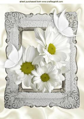 White Daisies with Butterflies in Antique Frame A4