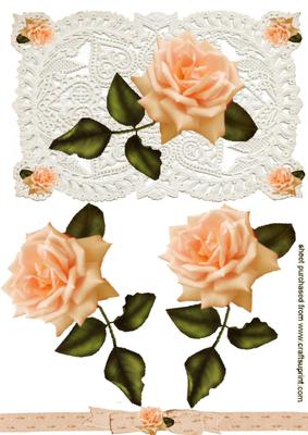 Gorgeous Peach Rose on White Lace