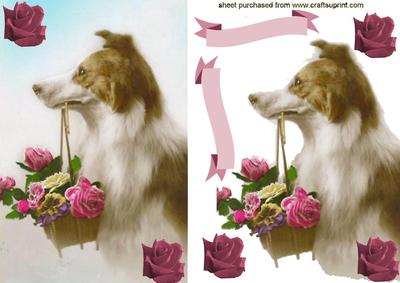 Gorgeous Collie Dog with Baket of Roses