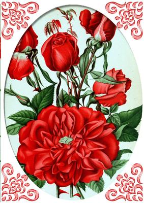 Pretty Red Flowers in Oval Frame A4