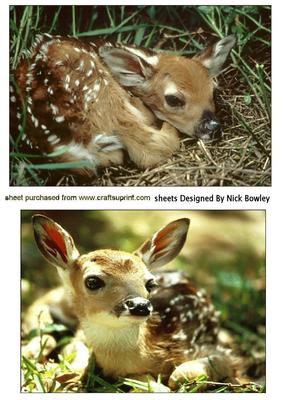 Gorgeous Little Deers in the Woodland Cards