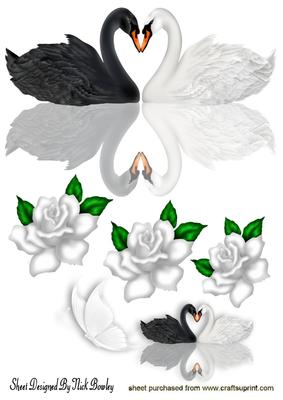 Beautiful Black and White Swans A4