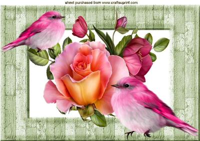 Pink Roses with Pink Birds A4
