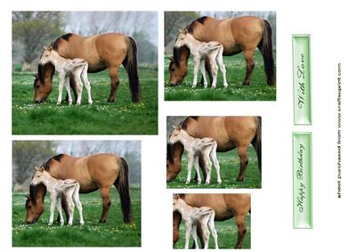 Gorgeous Little Foal with Mum
