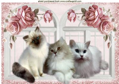 Cute Fluffy Kittens with Pink Roses A4