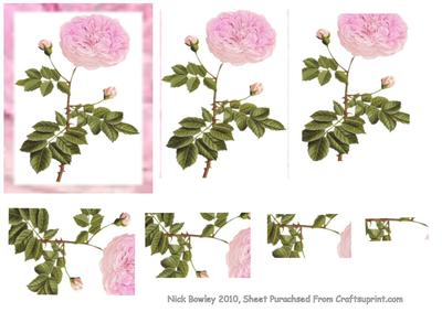 Pretty Pink Flowers