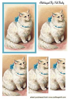 White Persian Kitten in Blue Bow Pyramids