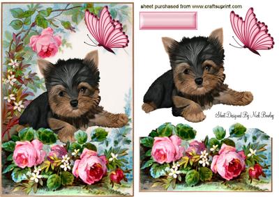 Cute Yorkshire Terrier with Rose in the Garden