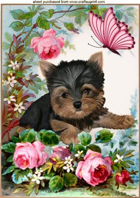 Cute Yourkshire Terrier with Roses in the Garden A4