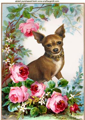 Cute Little Chihuahua with Roses in the Garden A4