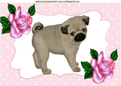 Gorgeous! Cuddly! Little Pug , Pink Roses A4