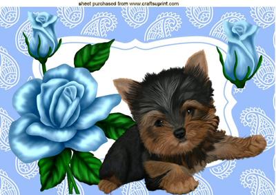 Little Yorkshire Terrier with Blue Roses A4